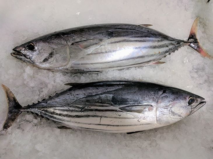 skipjack (1)730px skipjack (1)730px