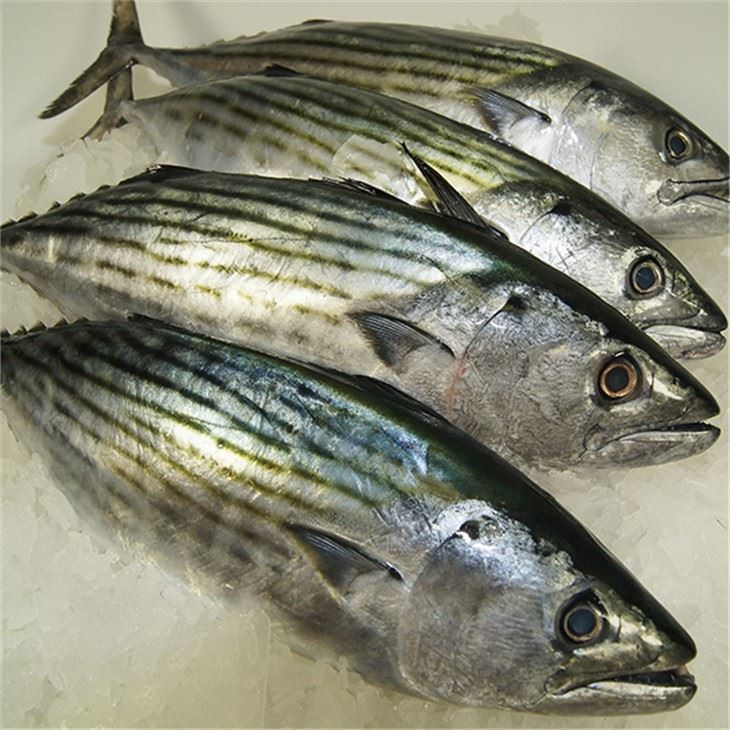 Frozen Striped Bonito Frozen Striped Bonito