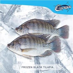 Frozen tilapia wr