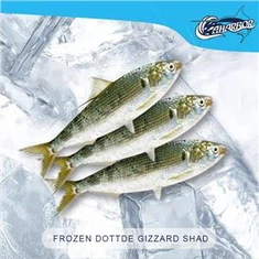 Shad Gizzard Bertitik Beku
