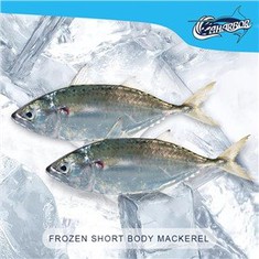 Tenggiri Badan Pendek Beku