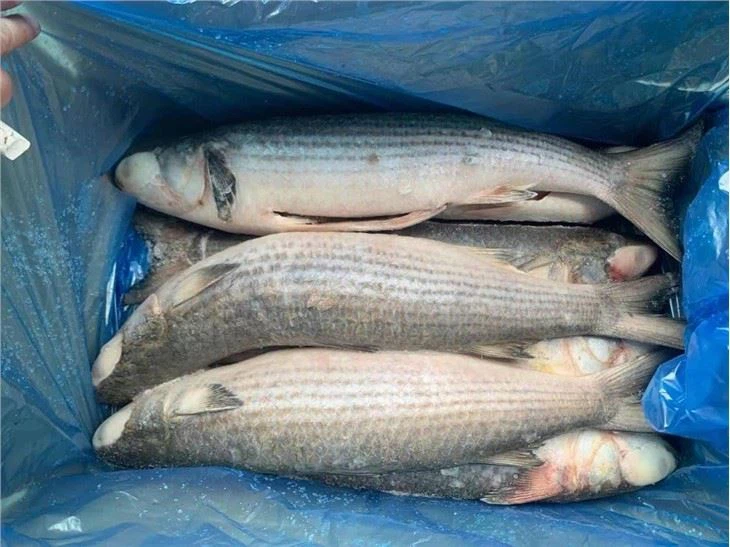 Grey Mullet