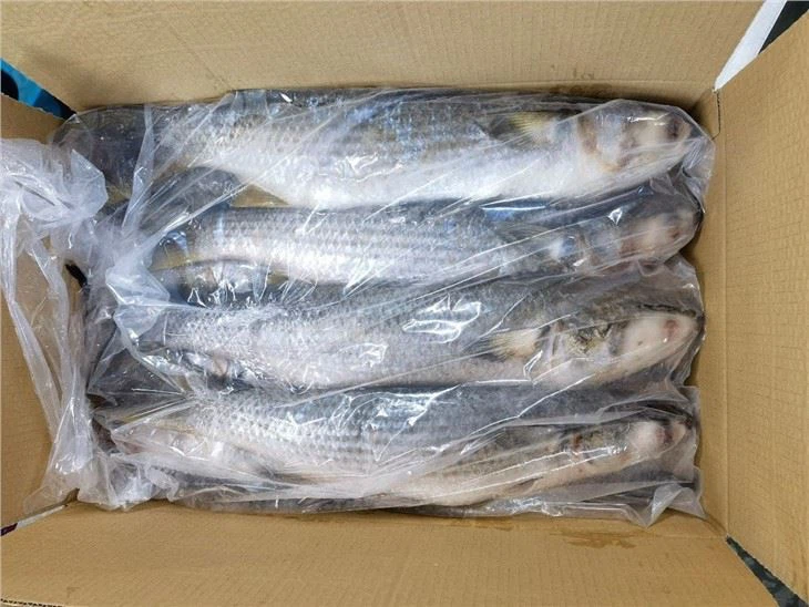 Grey Mullet