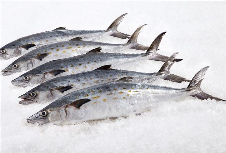 Pacific Spanish Mackerel