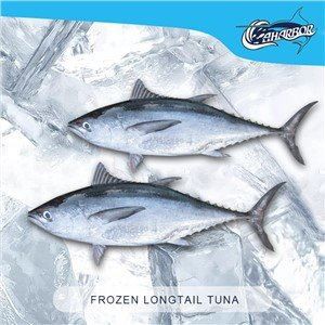 Thunnus Tonggol Tuna