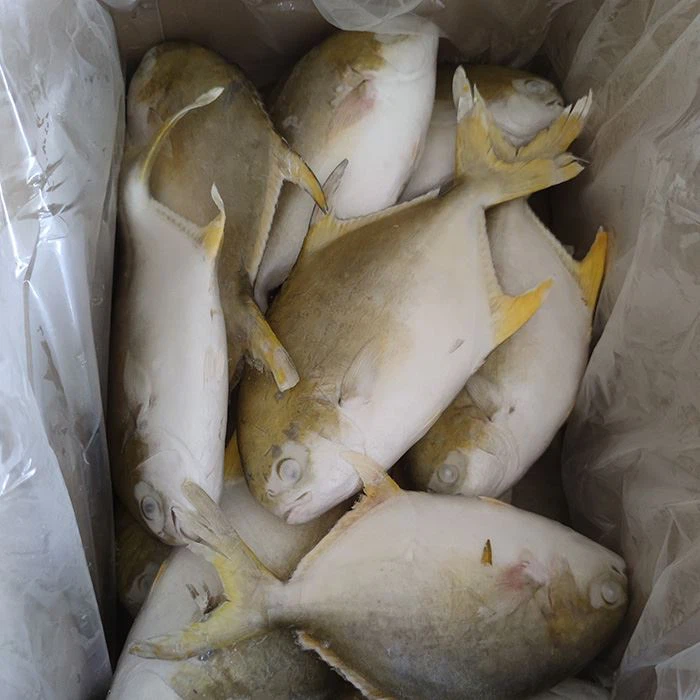 Golden Pompano Fish For Market