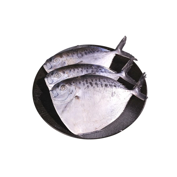 IKAN BULAN BEKU - Mene Maculata