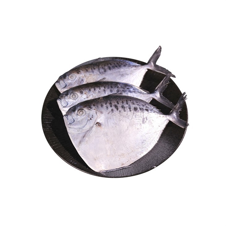 Frozen Moonfish Whole Round Mene Maculata Frozen Moonfish Whole Round Mene Maculata