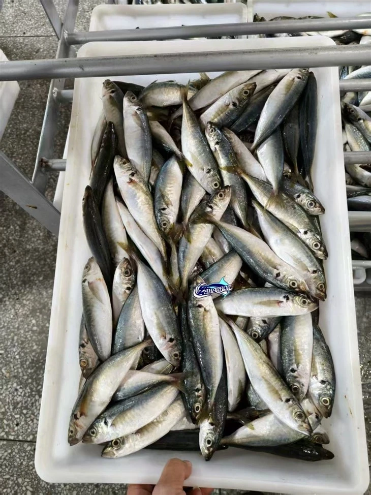 Frozen Decapterus Fish suppliers