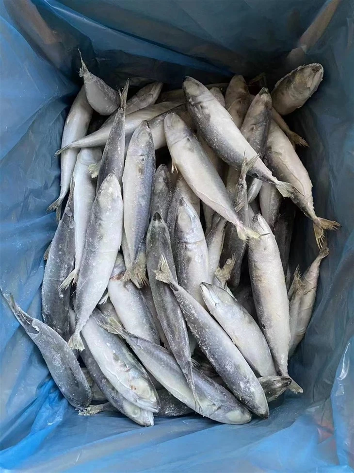Frozen Mackerel Fish