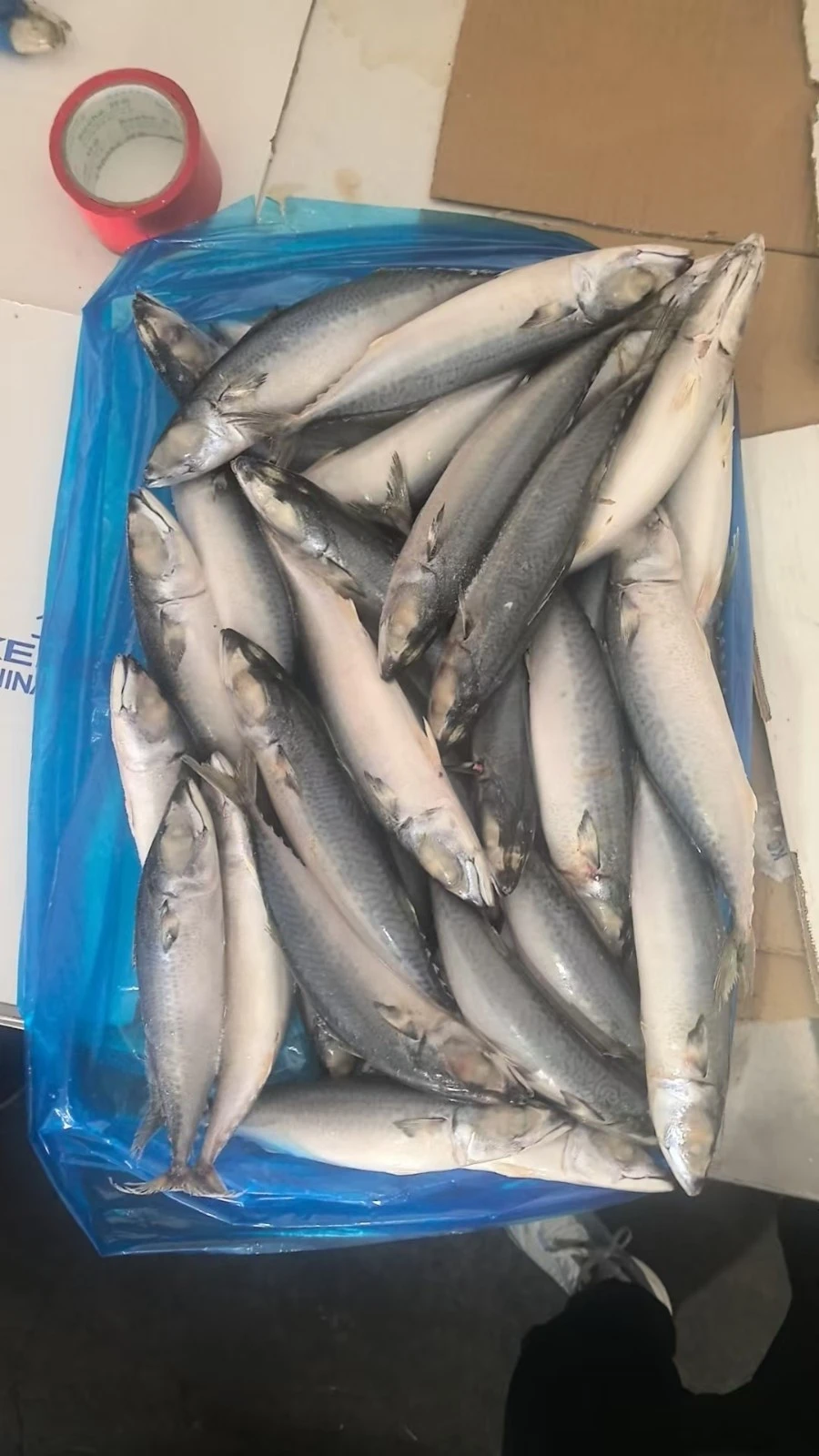 Frozen Pacific Mackerel Shipfrozen