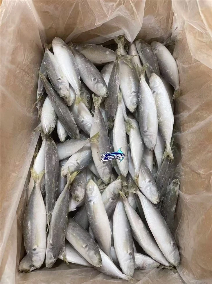Frozen Selar Fish high quality