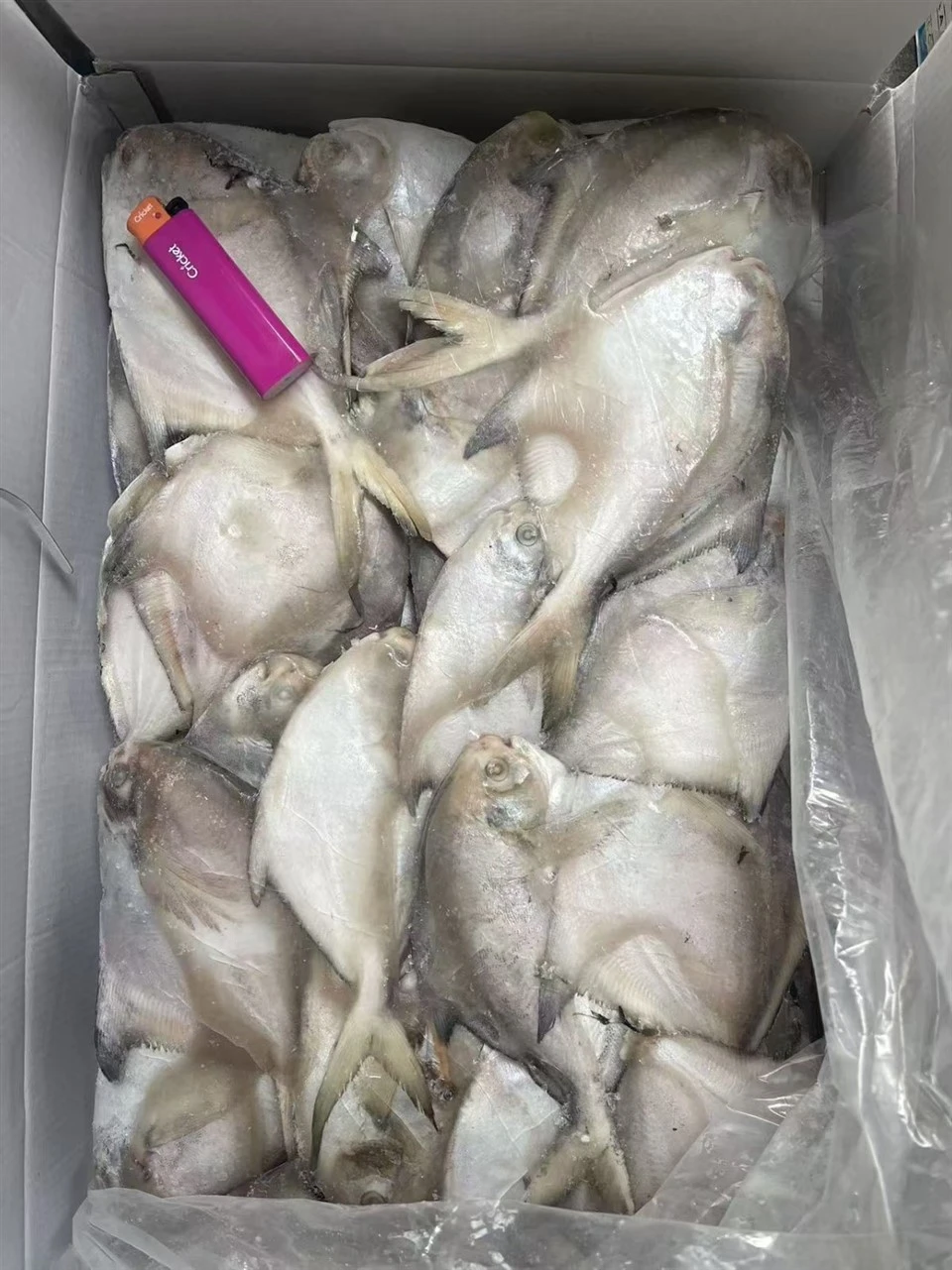Frozen Sliver Pompano