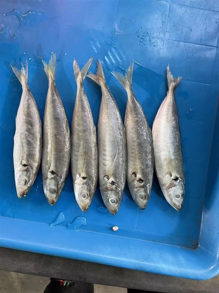 Frozen White Tipped Mackerel Scad high quality