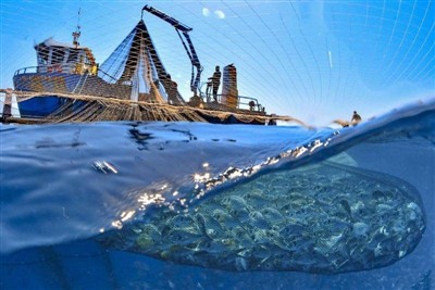Perubahan iklim mencetuskan migrasi ikan
